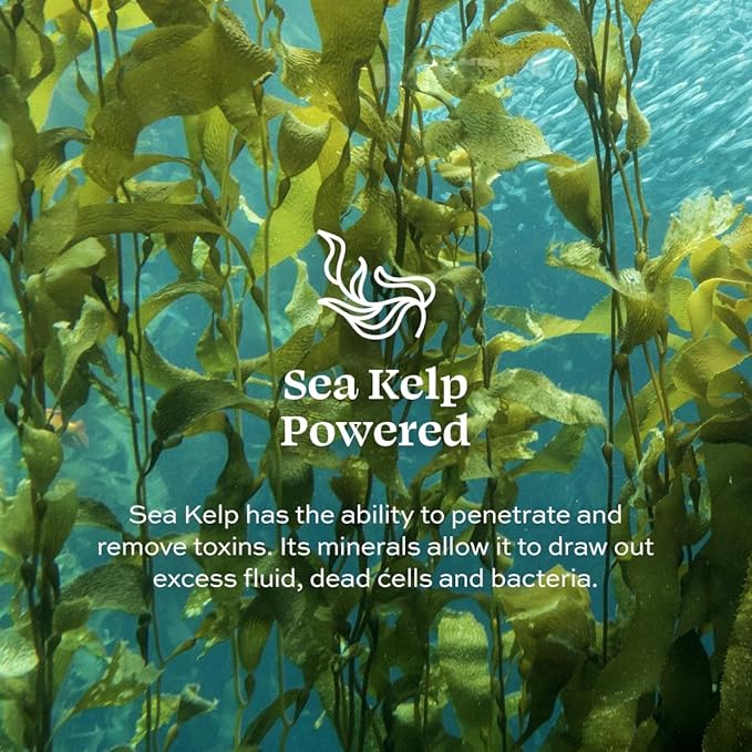 Aleavia Lavender Body Cleanse – Organic & All-Natural Prebiotic Body Wash, Scented with Pure Essential Oils – Nourish Your Skin Microbiome – 16 Oz.