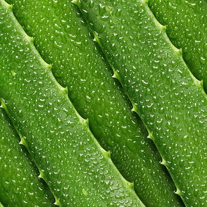 Mario Badescu Aloe Face Moisturizer for Women and Men with SPF 15, Ideal Facial Moisturizer for Combination, Oily or Sensitive Skin, Lightweight, Oil-Free Daytime Moisturizer Face Cream, 2 Fl Oz