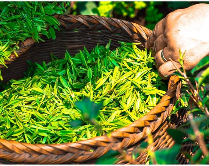 ECO amenities Cotton Rounds Travel Set - 500-Piece White Set - Individually Wrapped Cotton Swabs & Disposable Nail Files - Bulk Travel Toiletry Kit for Hotels